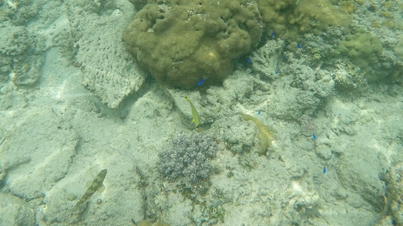 DCIM100GOPROGOPR1217.