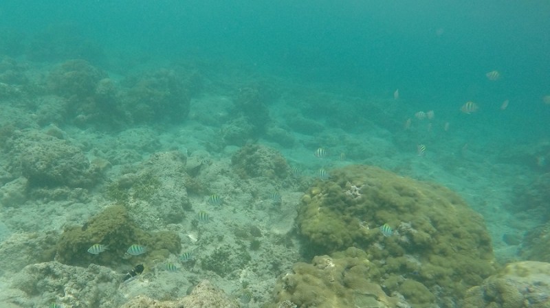 DCIM100GOPROGOPR1218.