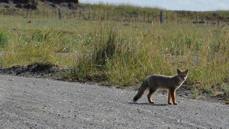 Argentina, Cile in Bolivija 2017 (1009)
