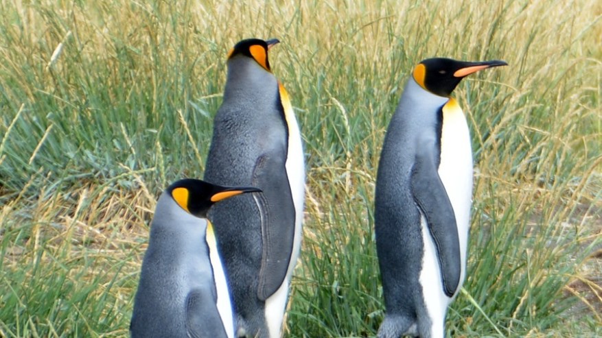 Argentina, Cile in Bolivija 2017 (1038)