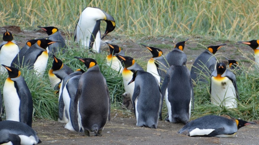 Argentina, Cile in Bolivija 2017 (1145)