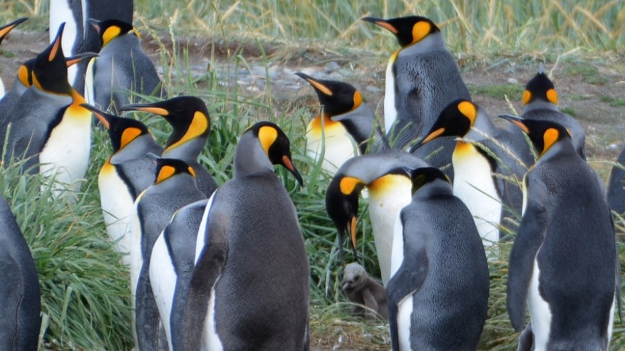 Argentina, Cile in Bolivija 2017 (1169)