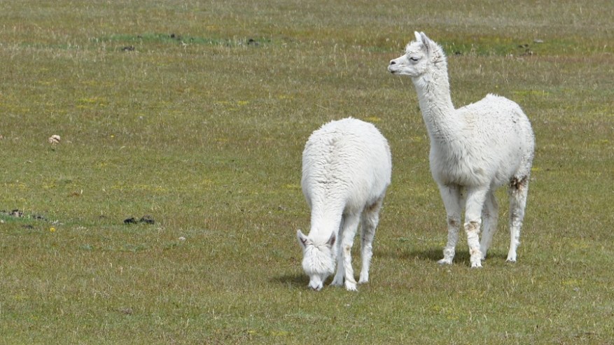Argentina, Cile in Bolivija 2017 (1416)