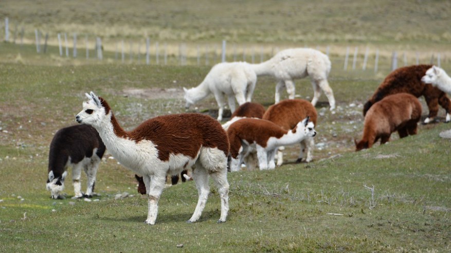 Argentina, Cile in Bolivija 2017 (1417)