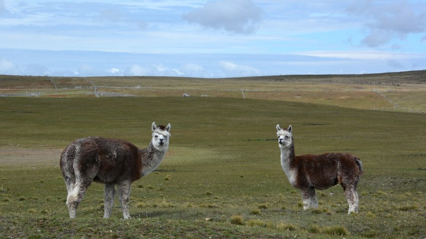 Argentina, Cile in Bolivija 2017 (1426)