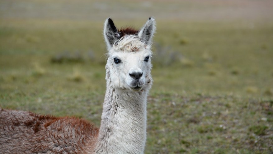 Argentina, Cile in Bolivija 2017 (1428)