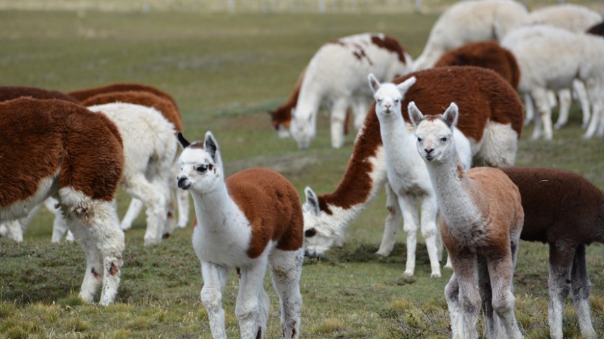 Argentina, Cile in Bolivija 2017 (1448)