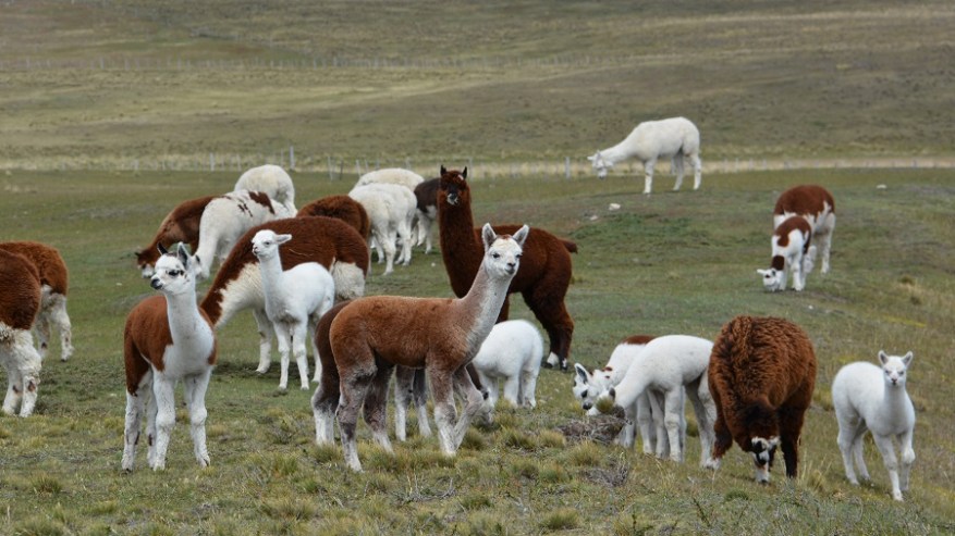 Argentina, Cile in Bolivija 2017 (1452)