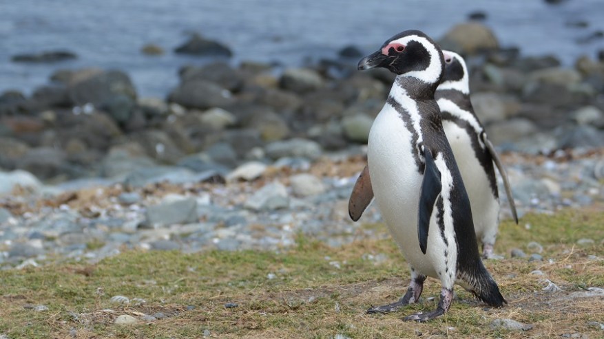 argentina-cile-in-bolivija-2017-399