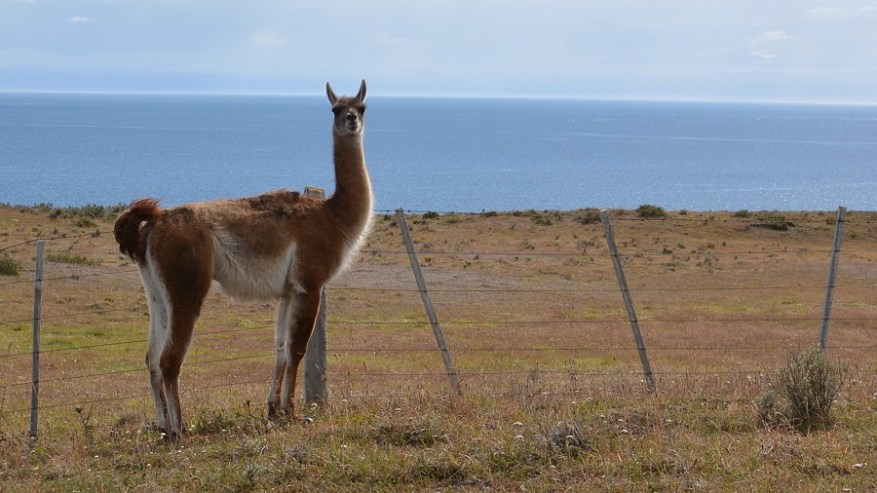 Argentina, Cile in Bolivija 2017 (911)