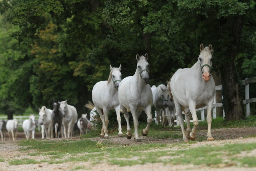 Karolina-Wengerek-for-Lipica-Stud-Farm-4 - Kopija - Kopija