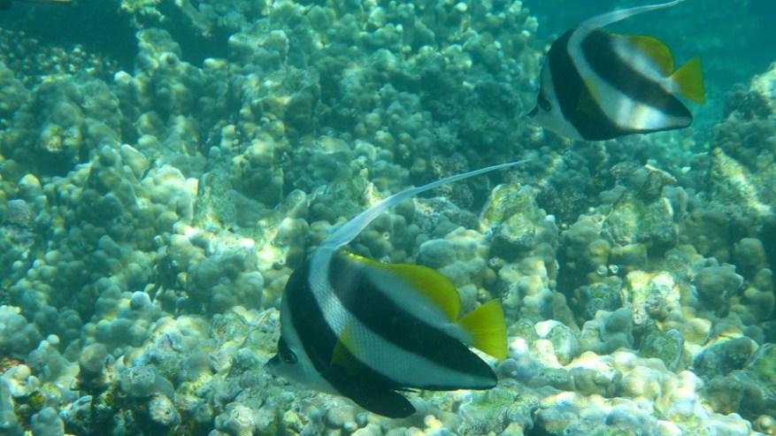 Daymanyat Shells (12)