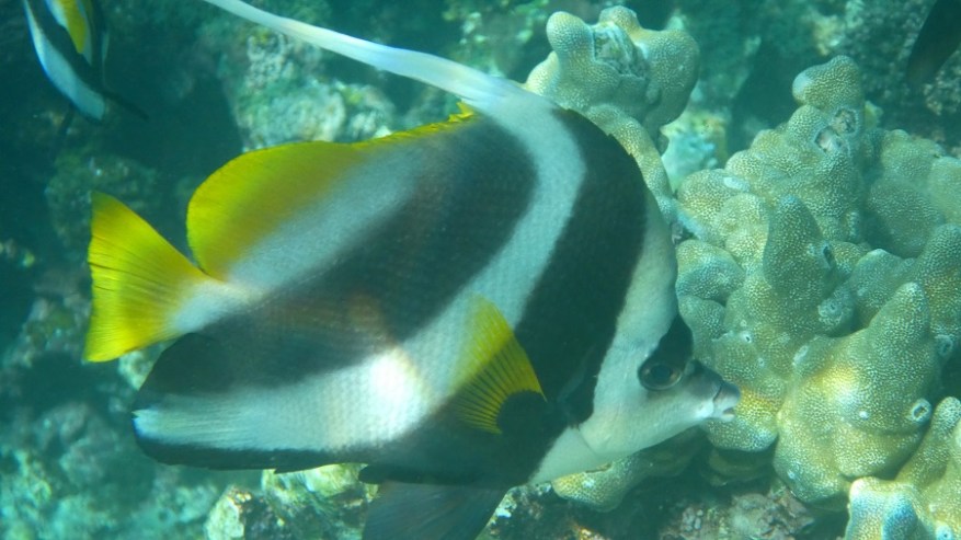 Daymanyat Shells (13)