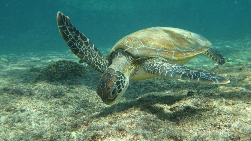 Daymanyat Shells (16)