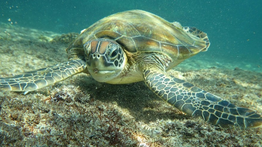 Daymanyat Shells (18)