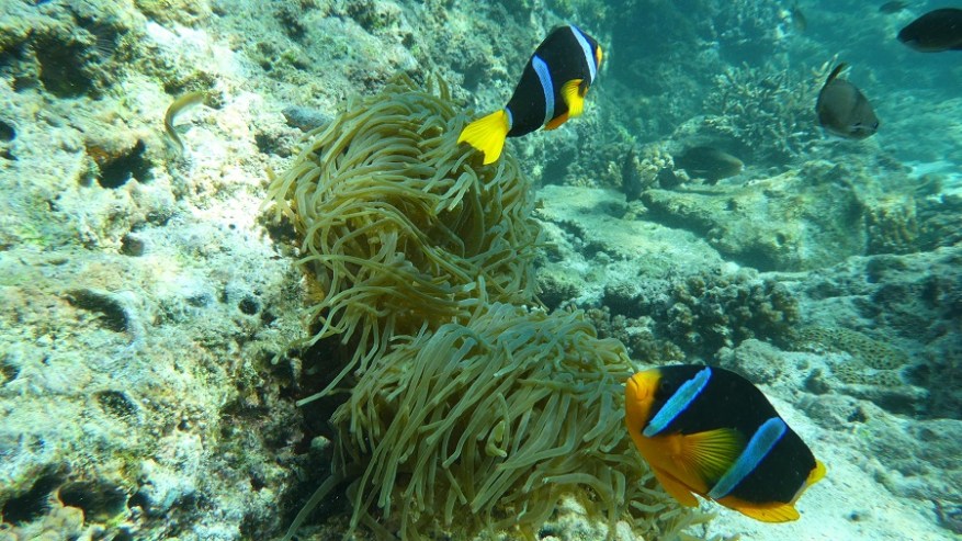 Daymanyat Shells (21)