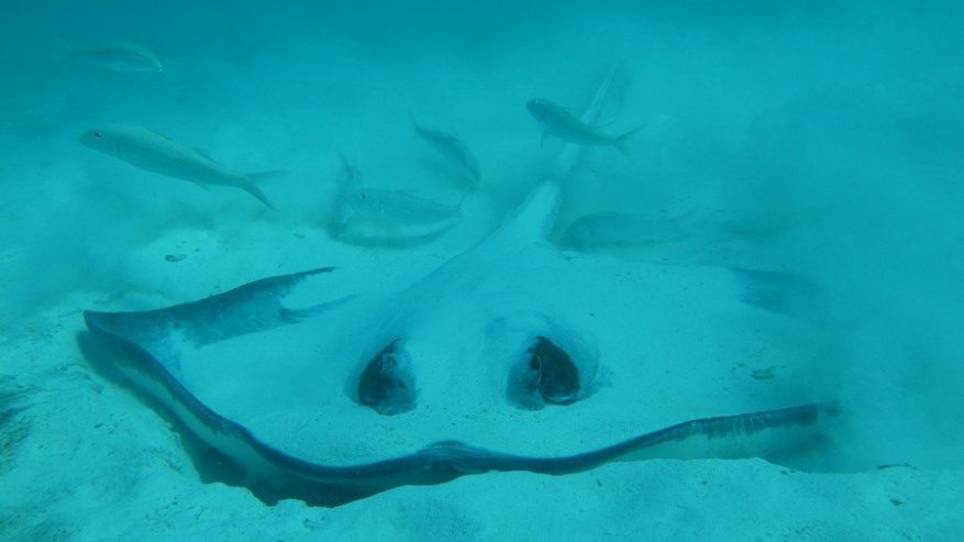 Daymanyat Shells (23)