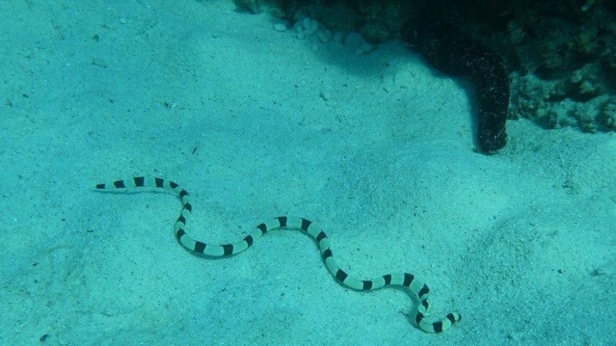 Daymanyat Shells (25)