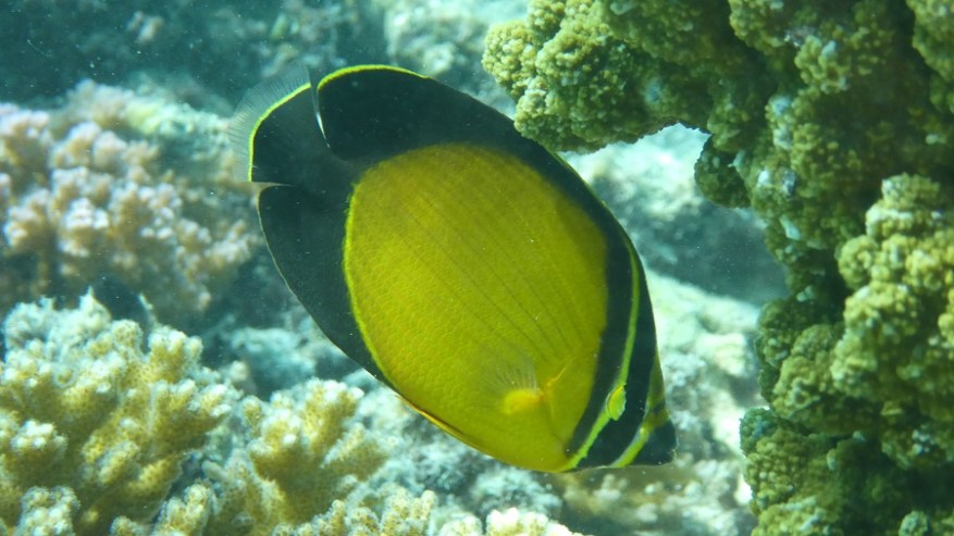 Daymanyat Shells (28)