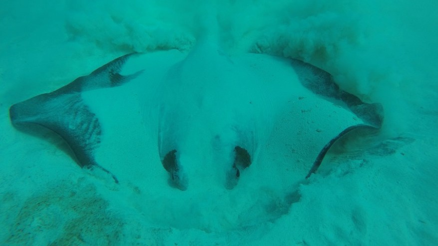 DCIM103GOPROGOPR0752.