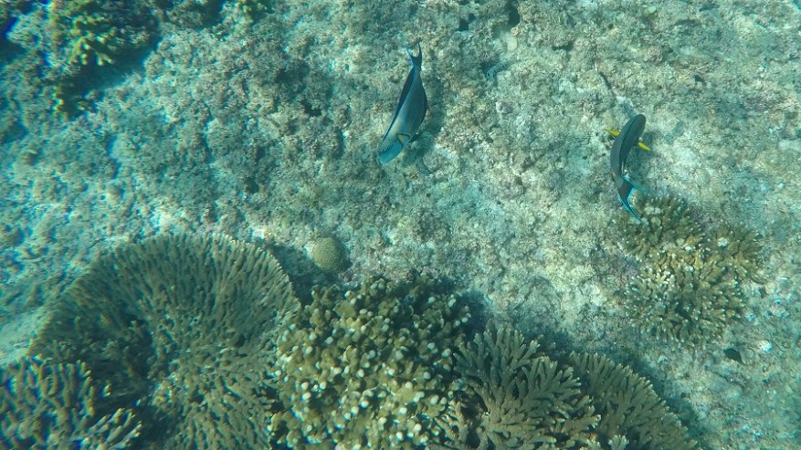 DCIM100GOPROGOPR6786.