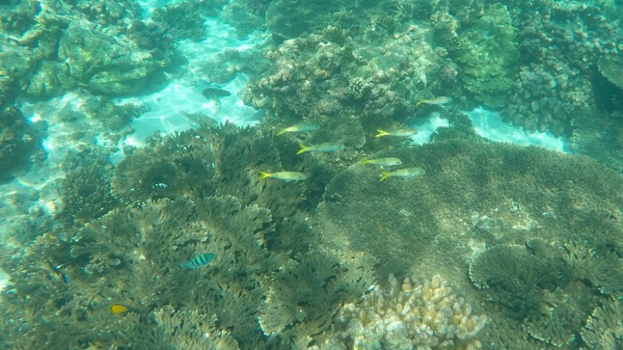 DCIM100GOPROGOPR6798.