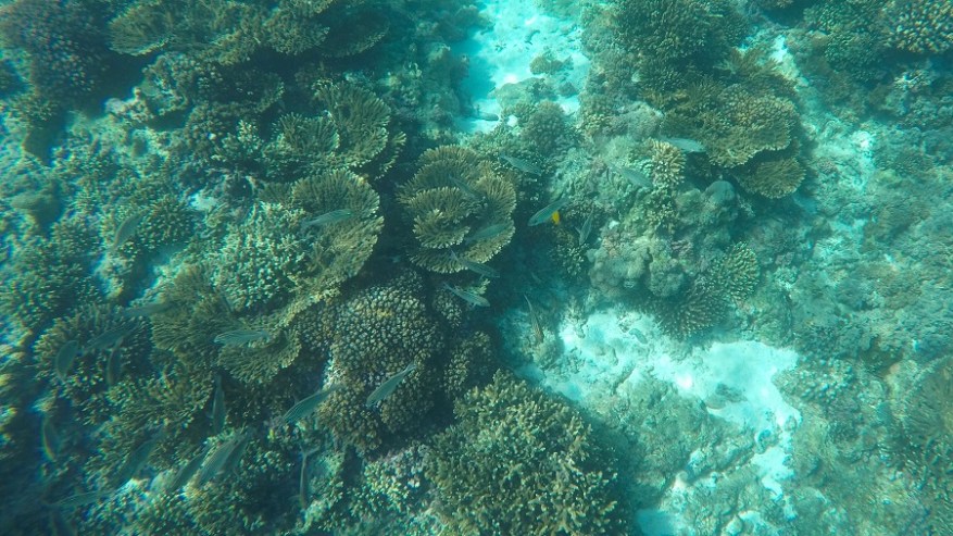 DCIM100GOPROGOPR6818.