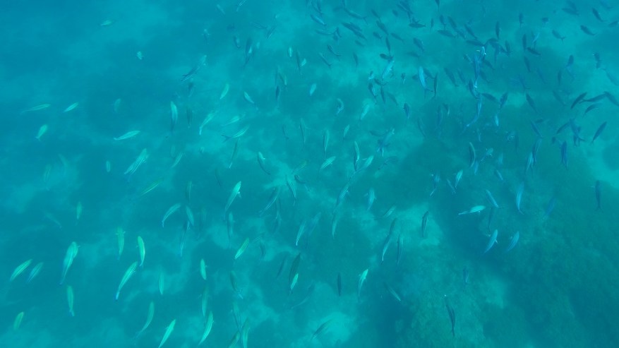 DCIM100GOPROGOPR6970.