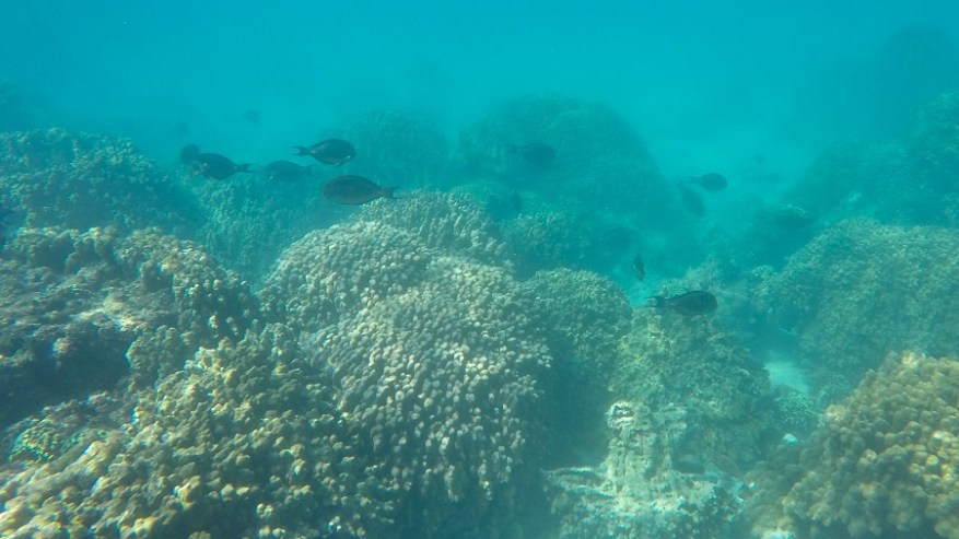 DCIM100GOPROGOPR7003.