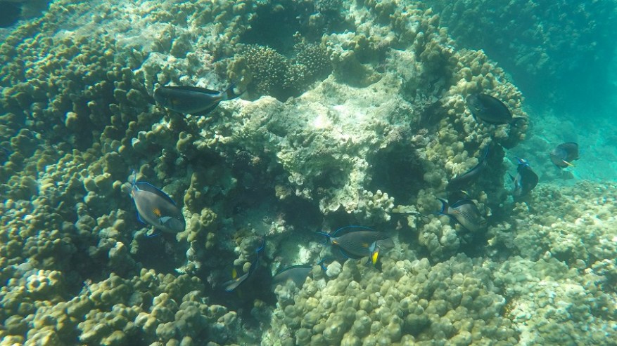 DCIM100GOPROGOPR7033.