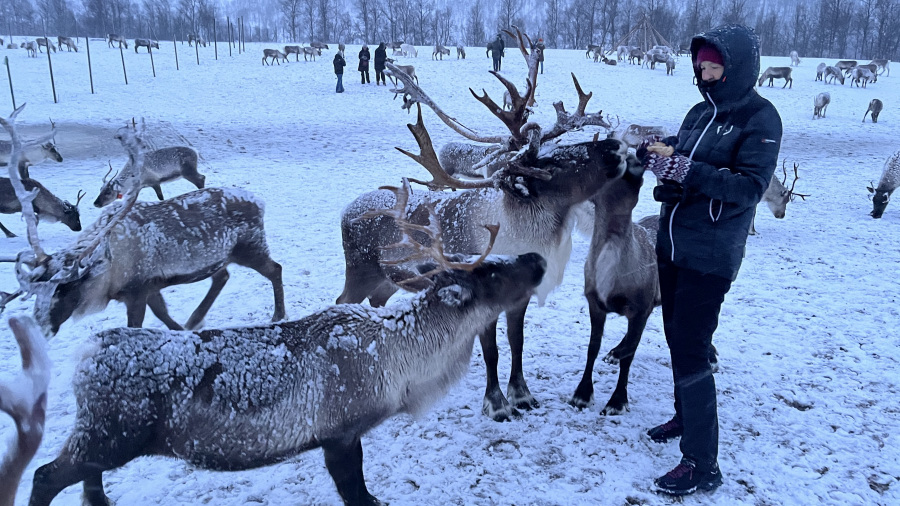 NORVEŠKA 2025: Samiji in njihovi severni jeleni (3. dan)