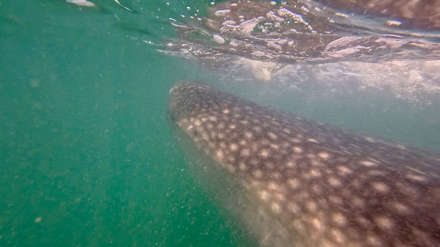 MEHIKA 2026: Swimming with Whale Sharks – VIDEO