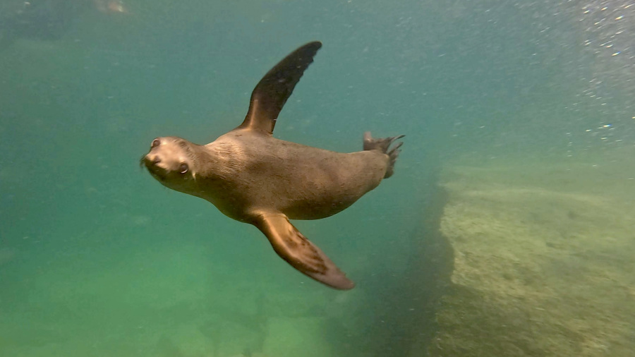 MEHIKA 2026: Potapljanje z morskimi levi in kormoranom (4. dan)