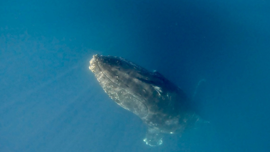 MEHIKA 2026: Opazovanje kitov grbavcev (7. dan)