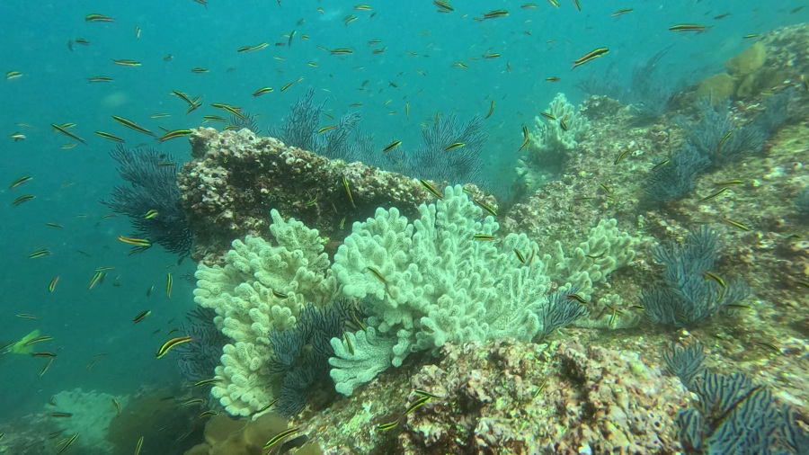 MEHIKA 2026: Potapljanje in izlet v Cabo San Lucas (8. dan)