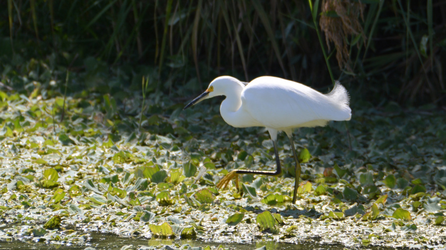 MEHIKA 2026: Gordo Banks in simpatična laguna (9. dan)