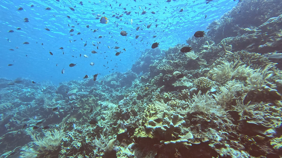 INDONEZIJA 2026: Potapljanje in hiter premik na otok Bunaken (6. dan)