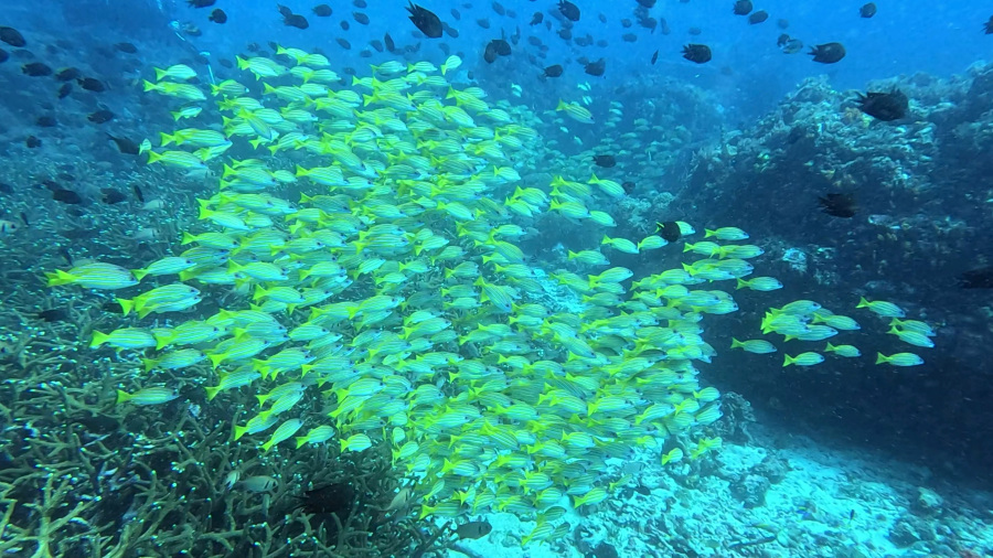 INDONEZIJA 2026: Scuba diving @Bangka, Sulawezi – VIDEO